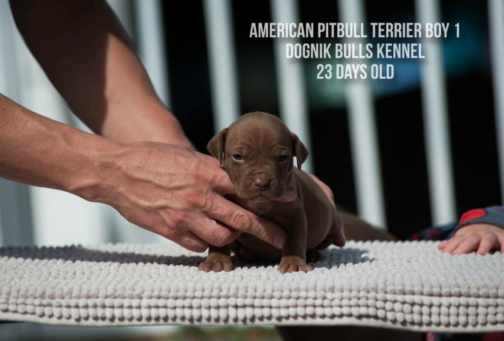 American pitbull terrier male for sale from Dognik Bulls kennel, Autumn 2026