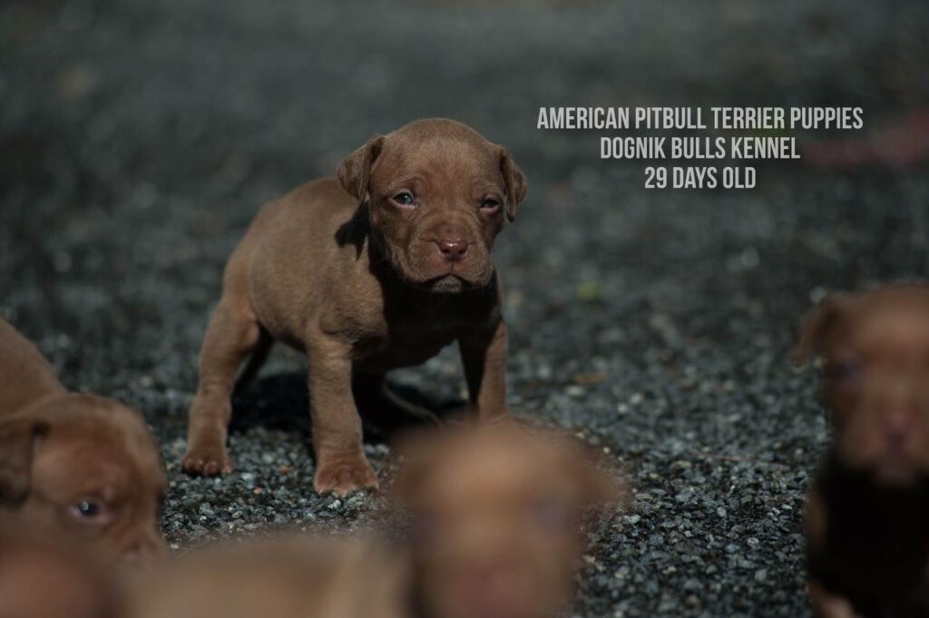 American pitbull terrier puppies for sale (3 fwmales and 1 male left for sale) off Dognik Bulls Cutiepie x Dognik Bulls Gangsta's Paradise. 3 weeks old. ADBA pedigree. Shipping worldwide from Europe