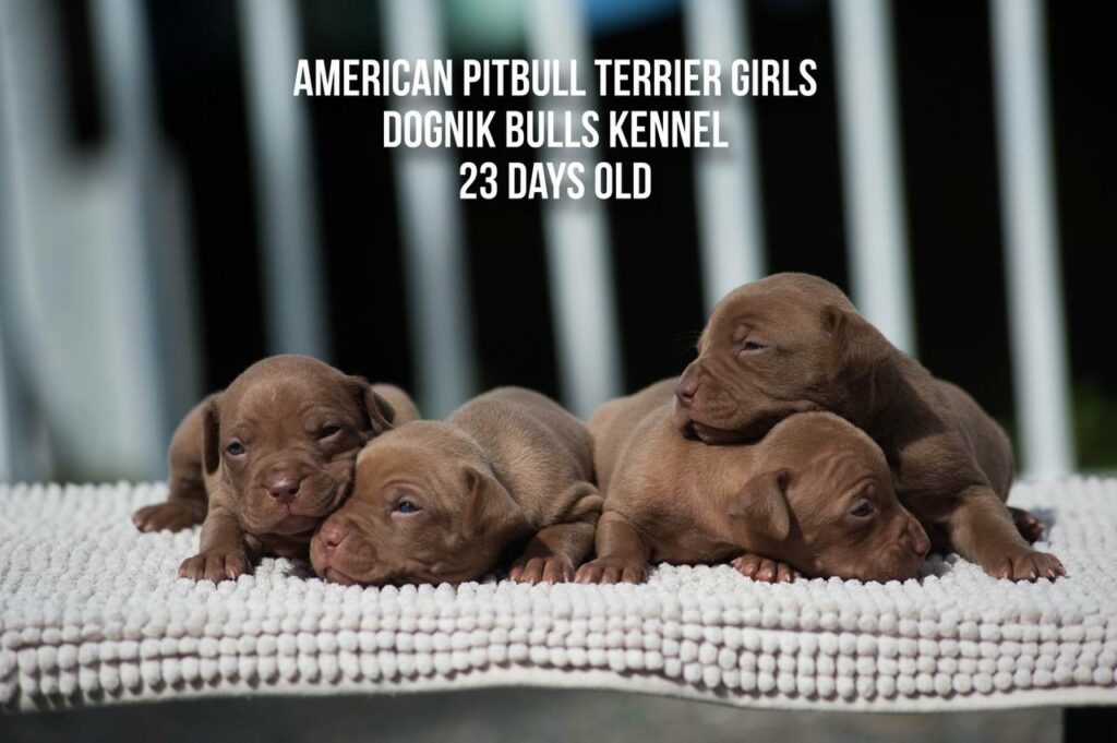 American pitbull terrier puppies for sale from Dognik Bulls kennel