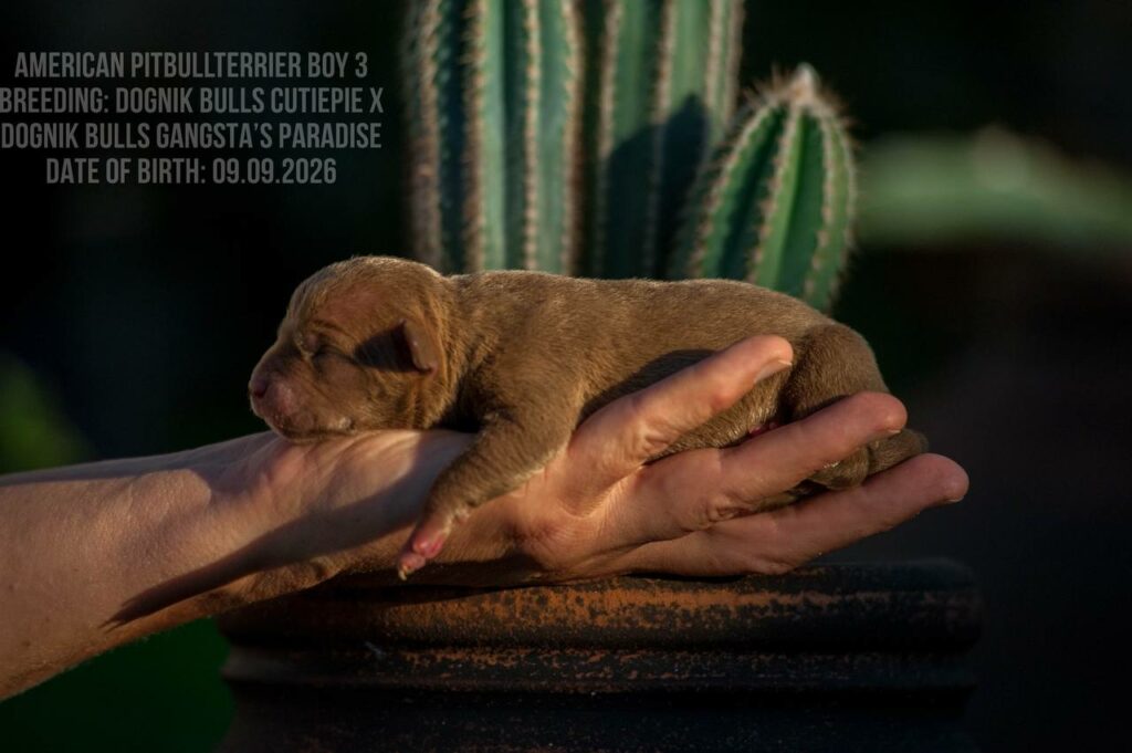 Chocolate american pitbull terrier male for sale