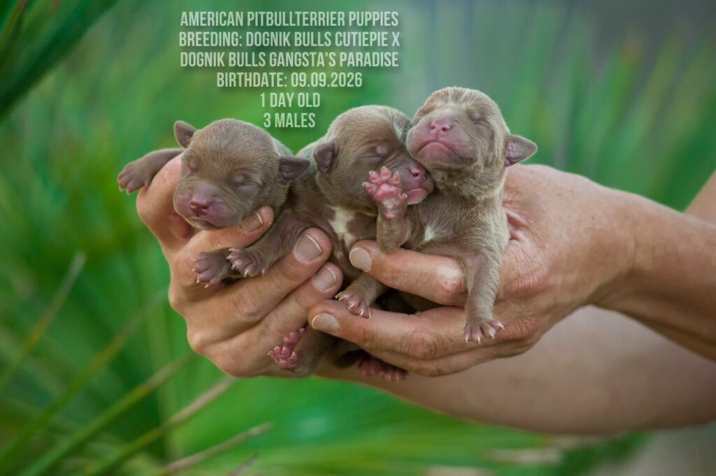 American pitbull terrier males for sale, Dognik Bulls kennel