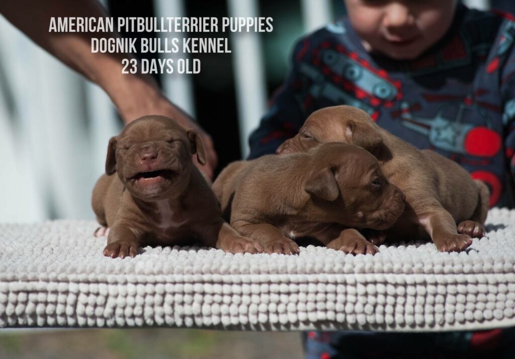 American pitbull terrier puppies males for sale. Breeding Dognik Bulls Cutiepie x Dognik Bulls Gangsta's Paradise