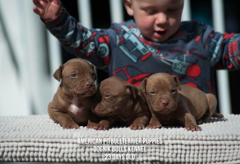 American pitbull terrier puppies males for sale. Breeding Dognik Bulls Cutiepie x Dognik Bulls Gangsta's Paradise