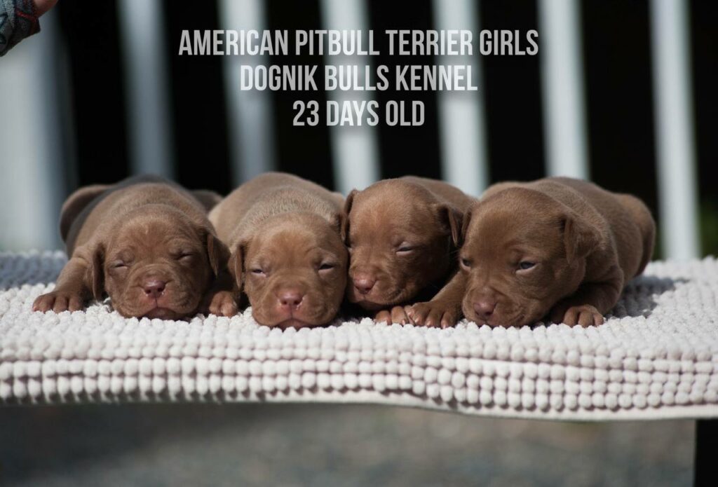 American pitbull terrier puppies for sale from Dognik Bulls kennel