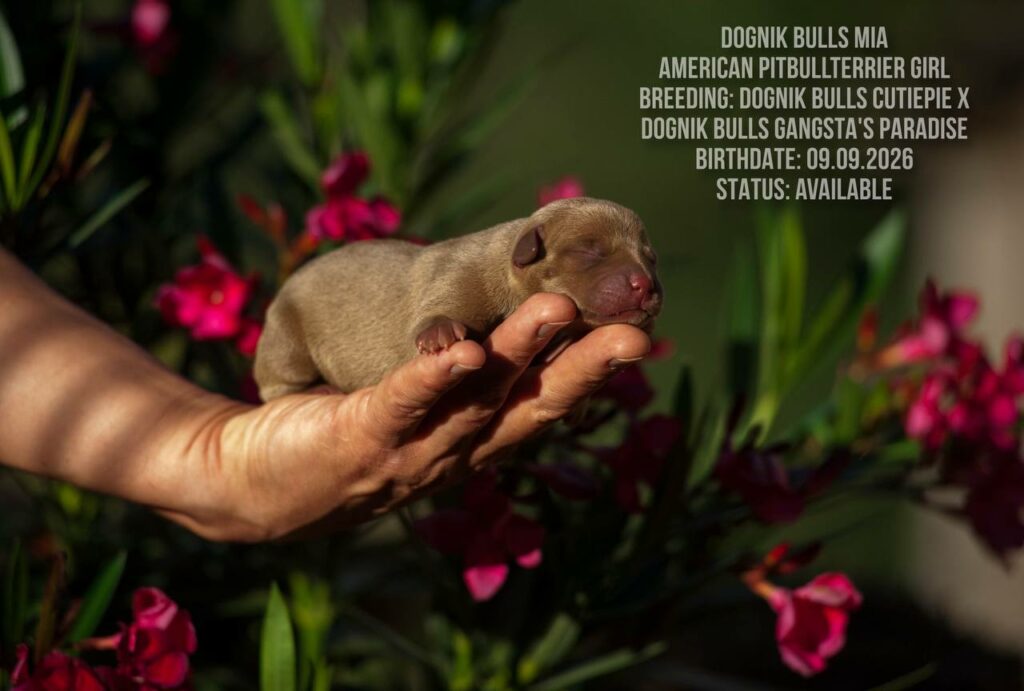 American pitbull terrie puppy for sale Dognik Bulls Mia
