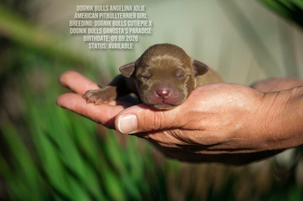 American pitbull terrier puppy Dognik Bulls Angelina Jolie. For sale