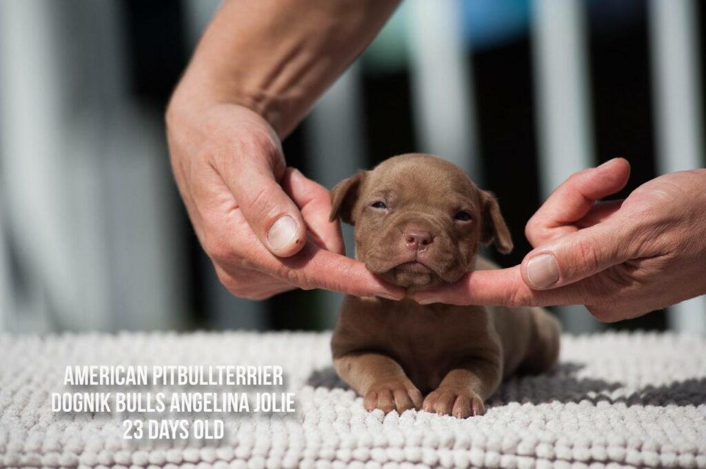 American pitbull terrier Dognik Bulls Angelina Jolie for sale