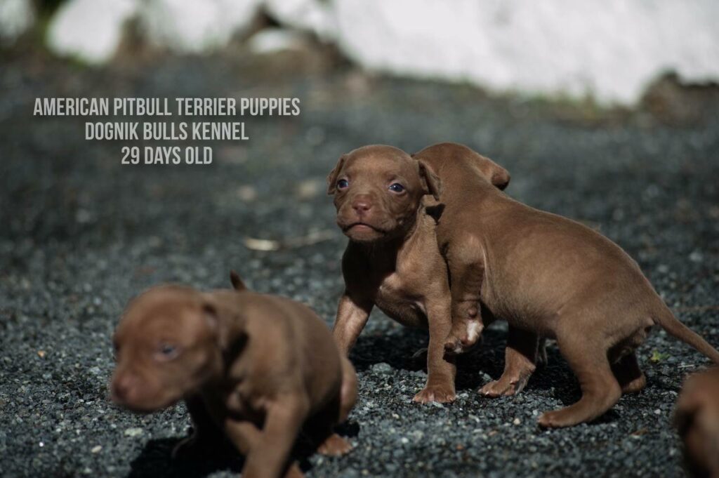 American pitbull terrier puppies for sale (3 fwmales and 1 male left for sale) off Dognik Bulls Cutiepie x Dognik Bulls Gangsta's Paradise. 3 weeks old. ADBA pedigree. Shipping worldwide from Europe