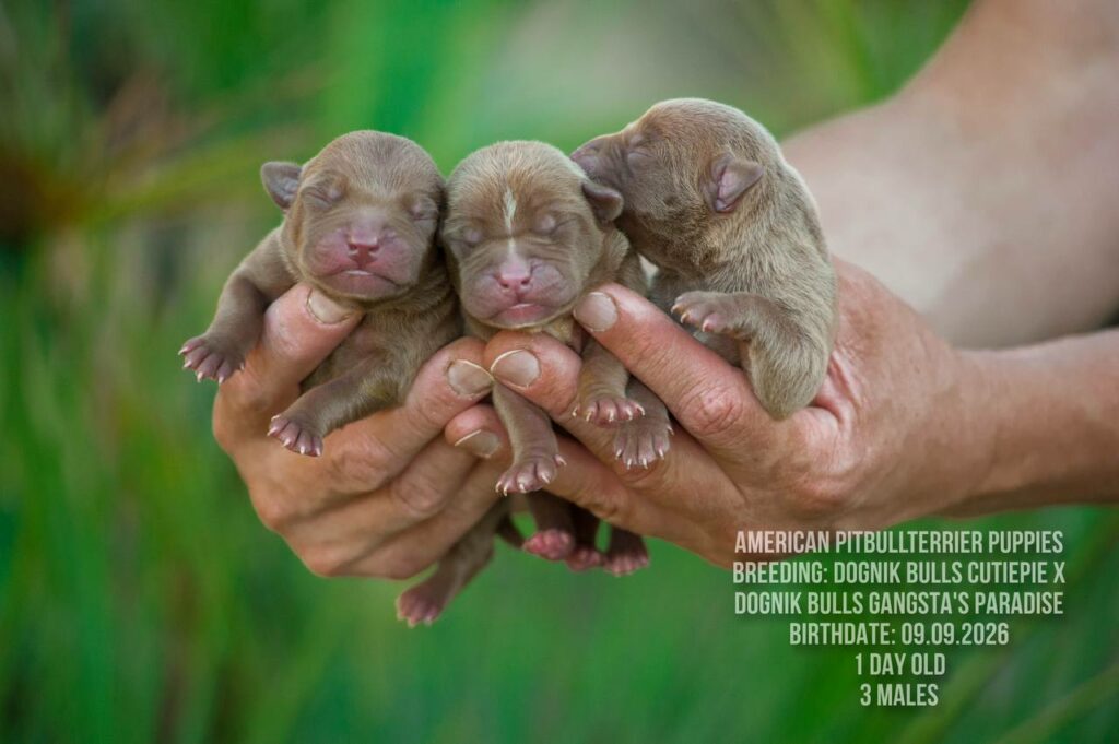 American pitbull terrier males for sale, Dognik Bulls kennel