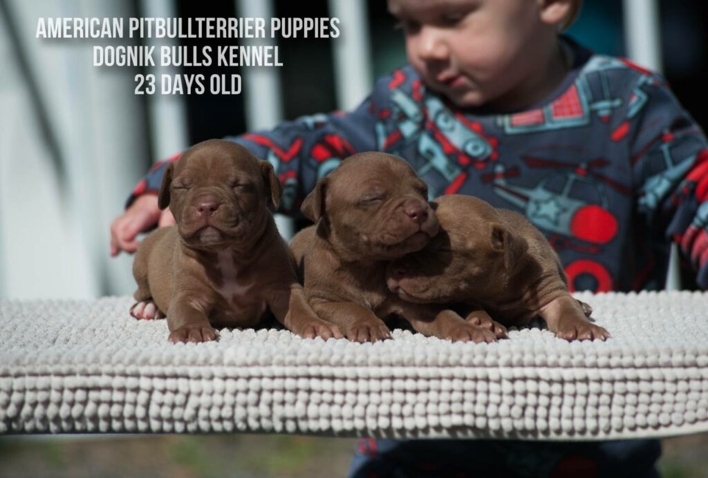 American pitbull terrier puppies males for sale. Breeding Dognik Bulls Cutiepie x Dognik Bulls Gangsta's Paradise