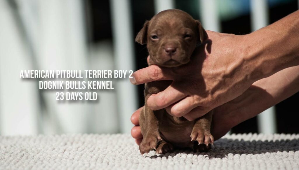 American pitbull terrier puppy male for sale 