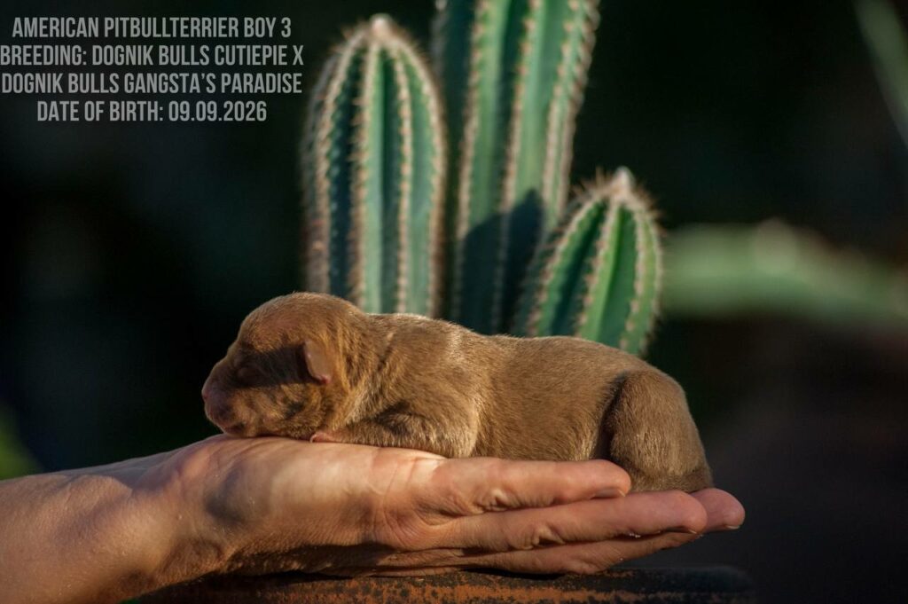 Chocolate american pitbull terrier male for sale