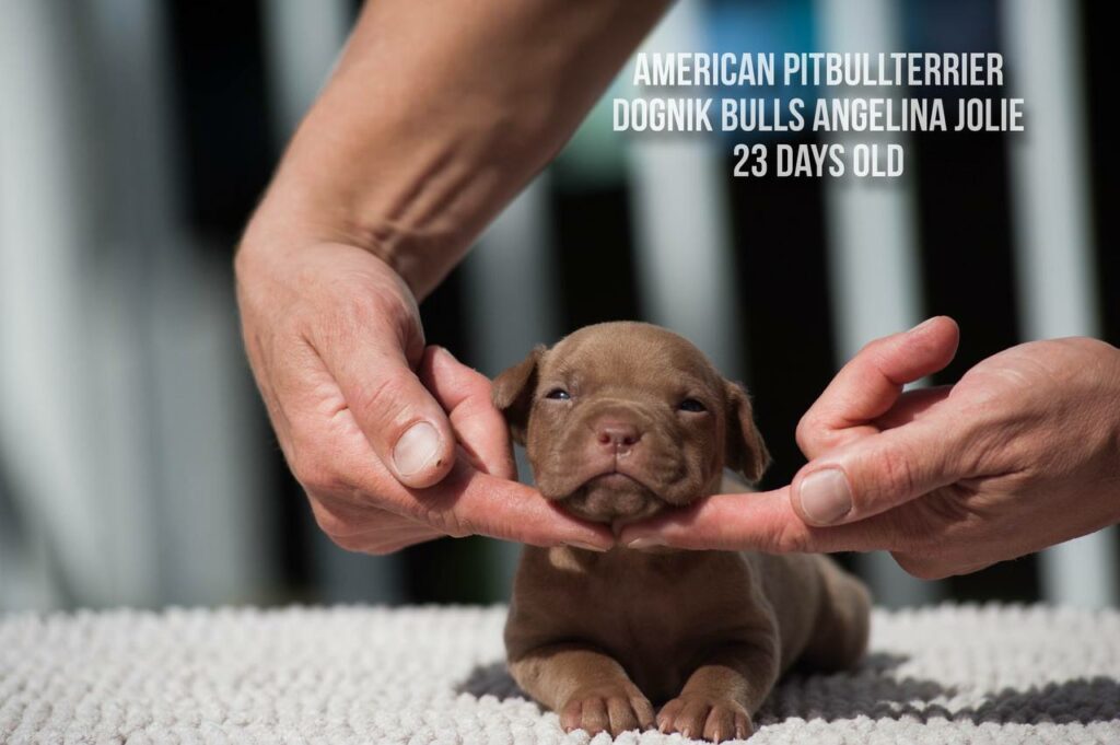 American pitbull terrier Dognik Bulls Angelina Jolie for sale