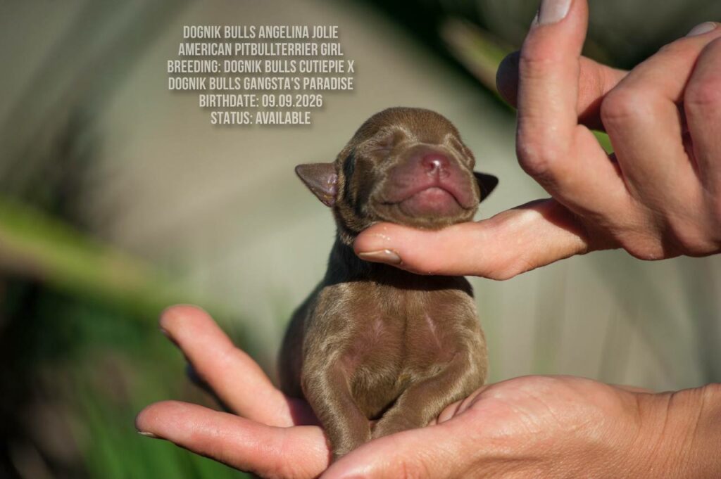American pitbull terrier puppy Dognik Bulls Angelina Jolie. For sale