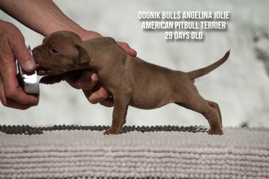 american pitbull terrier puppy Dognik Bulls Angelina Jolie for sale