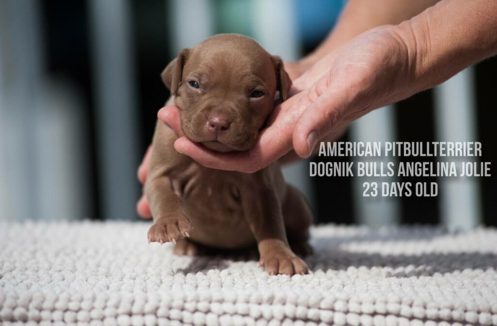 American pitbull terrier Dognik Bulls Angelina Jolie for sale