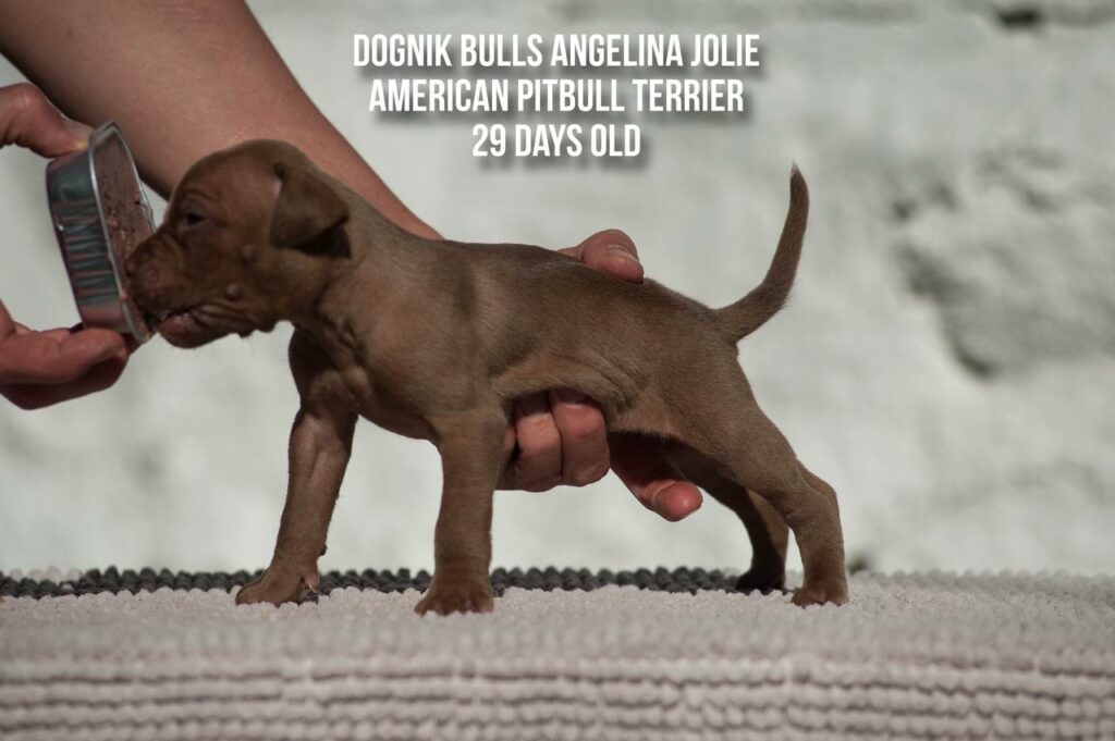 american pitbull terrier puppy Dognik Bulls Angelina Jolie for sale
