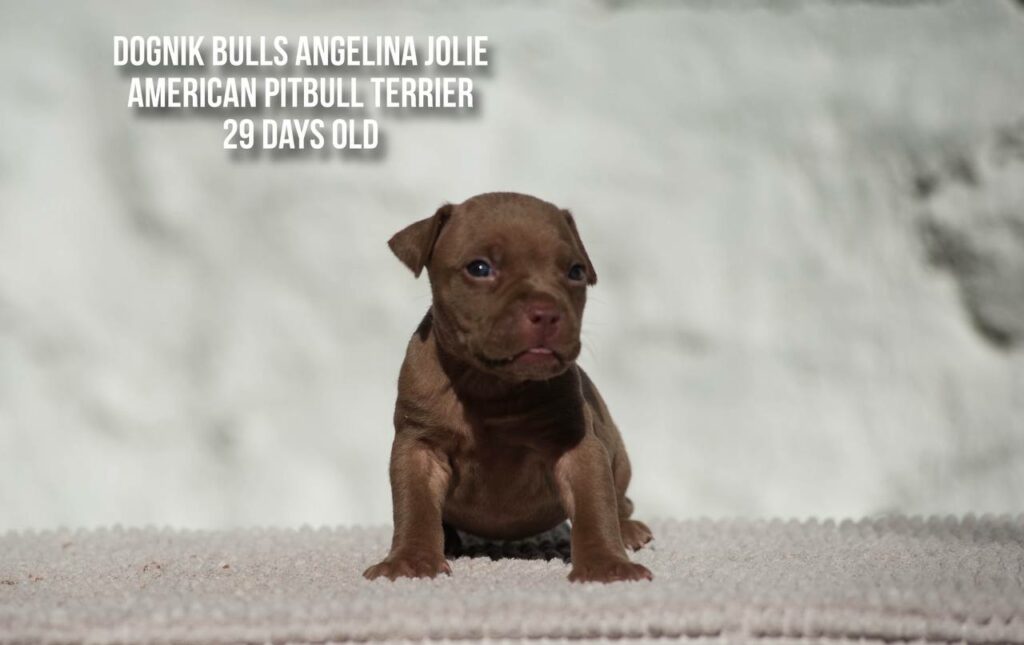 american pitbull terrier puppy Dognik Bulls Angelina Jolie for sale