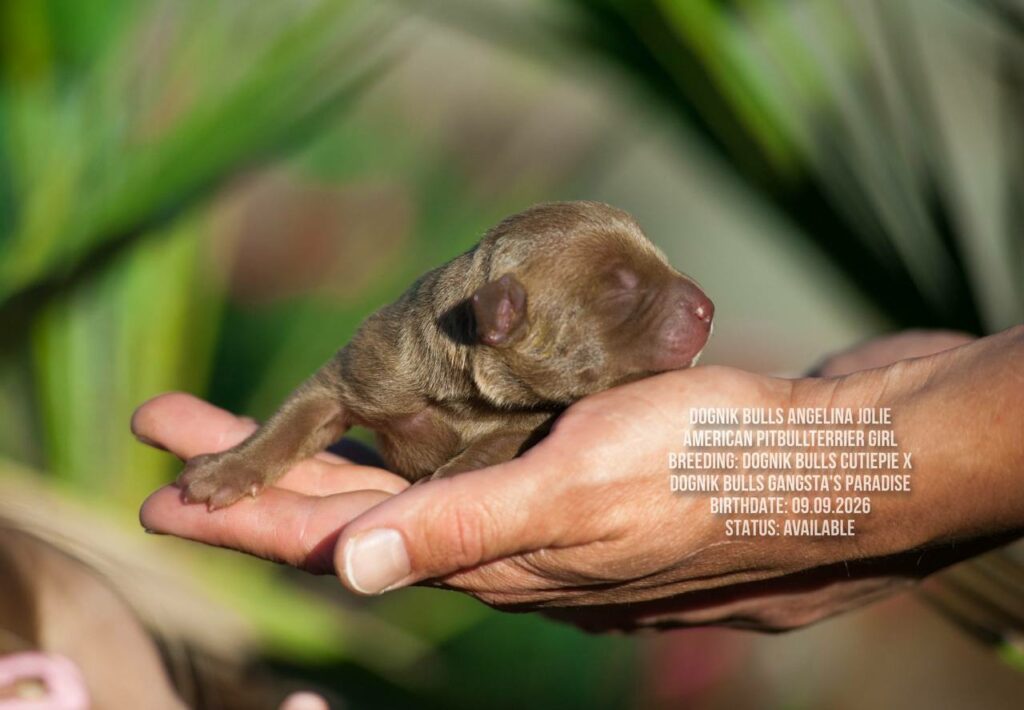American pitbull terrier puppy Dognik Bulls Angelina Jolie. For sale
