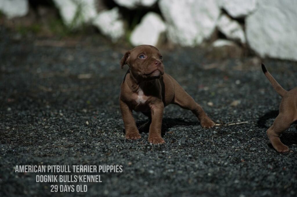 American pitbull terrier puppies for sale (3 fwmales and 1 male left for sale) off Dognik Bulls Cutiepie x Dognik Bulls Gangsta's Paradise. 3 weeks old. ADBA pedigree. Shipping worldwide from Europe