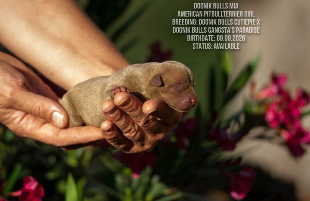 American pitbull terrie puppy for sale Dognik Bulls Mia