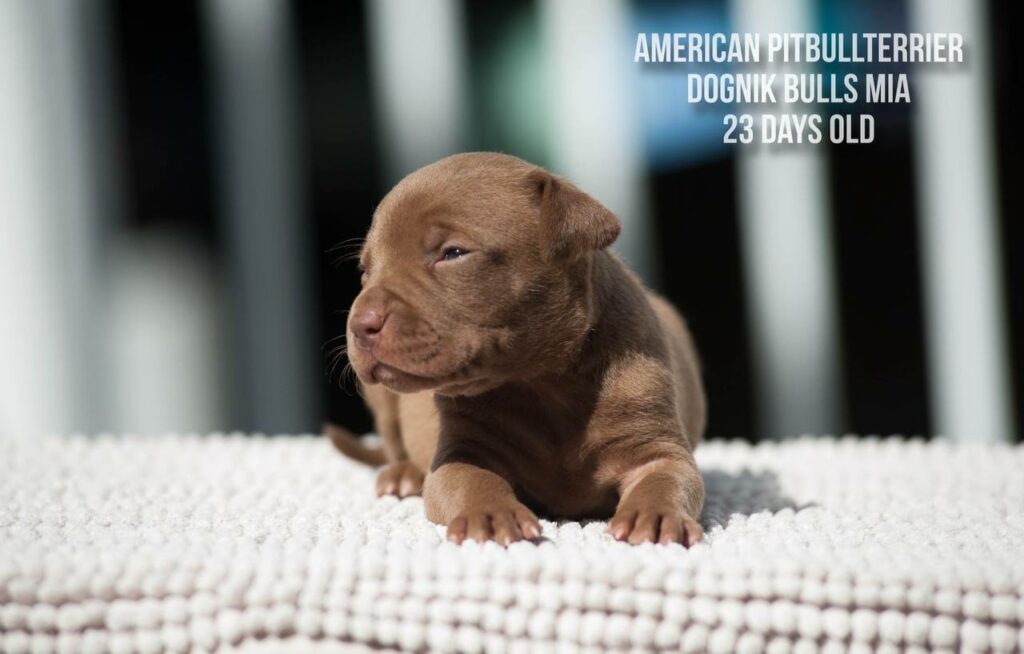American pitbull terrier Dognik Bulls Mia for sale