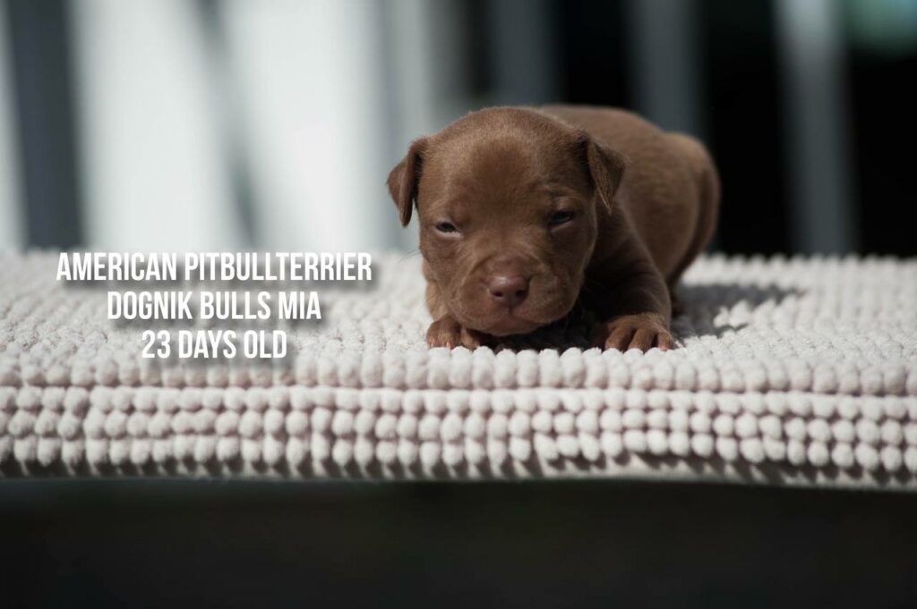 American pitbull terrier Dognik Bulls Mia for sale