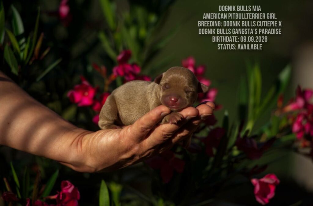 American pitbull terrie puppy for sale Dognik Bulls Mia