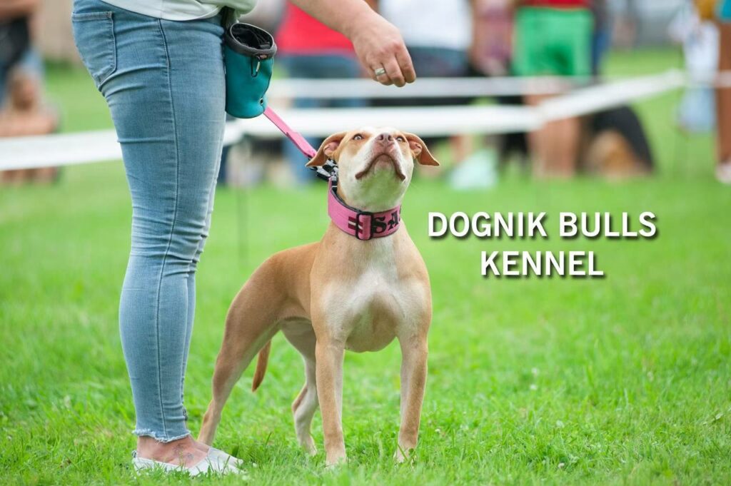 American pitbull terrier rednose