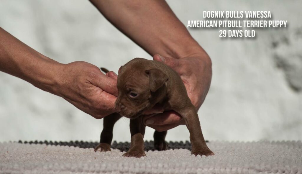 american pitbull terrier puppy Dognik Bulls Vanessa for sale