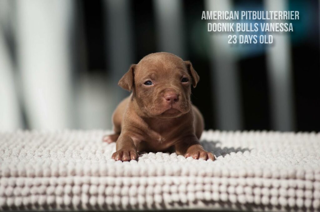 American pitbull terrier puppy for sale Dognik Bulls Vanessa