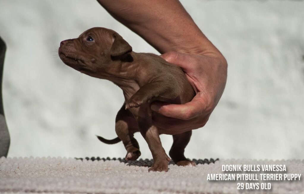american pitbull terrier puppy Dognik Bulls Vanessa for sale