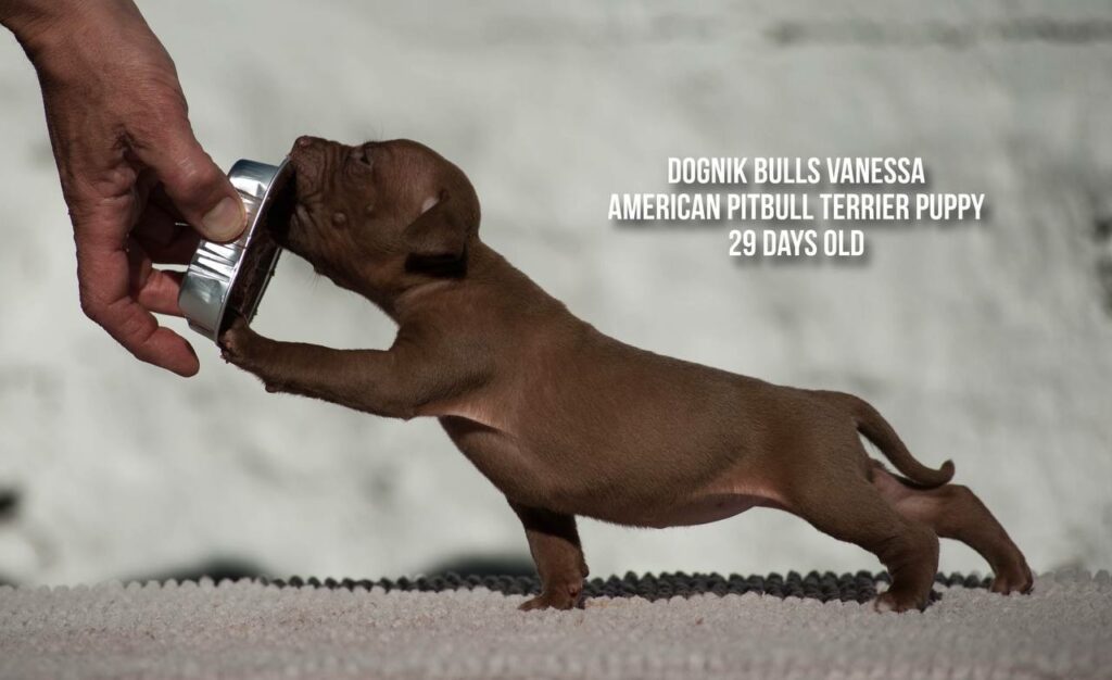 american pitbull terrier puppy Dognik Bulls Vanessa for sale