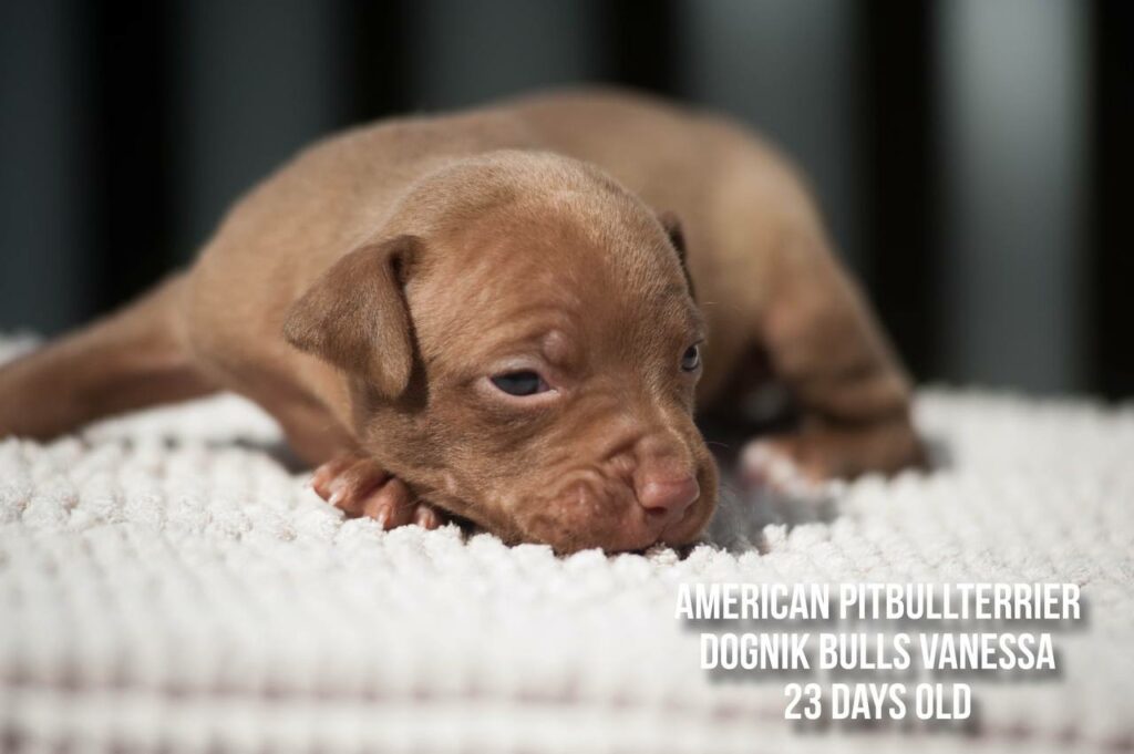 American pitbull terrier puppy for sale Dognik Bulls Vanessa