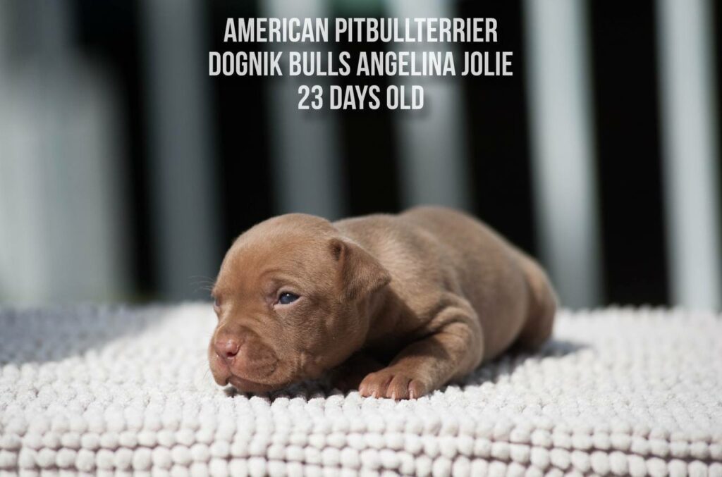 American pitbull terrier Dognik Bulls Angelina Jolie for sale