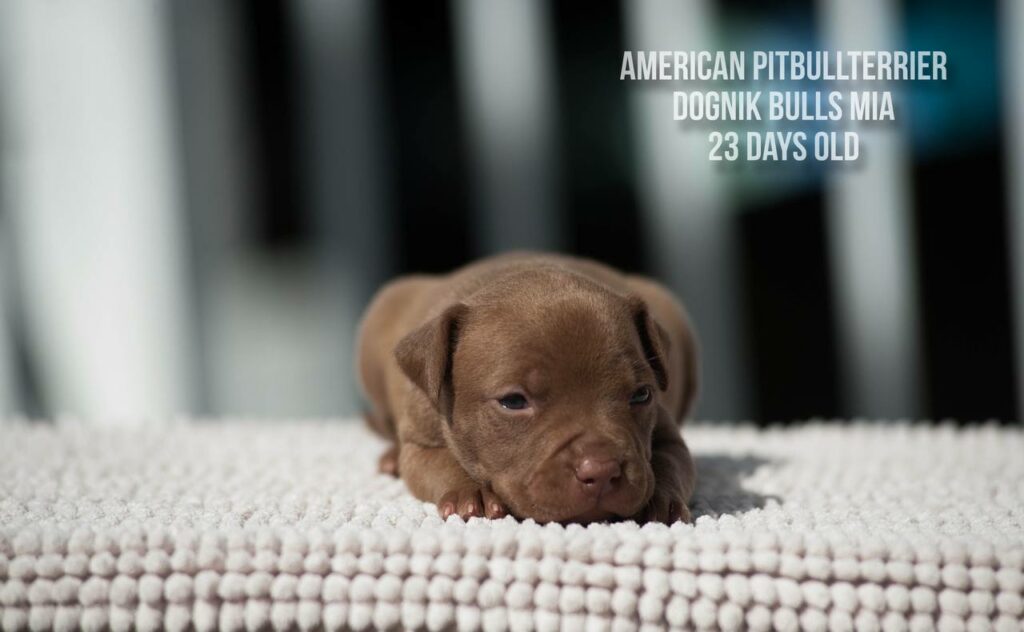 American pitbull terrier Dognik Bulls Mia for sale