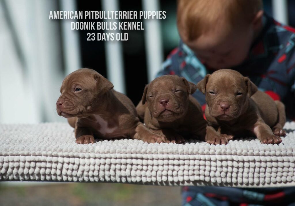 American pitbull terrier puppies males for sale. Breeding Dognik Bulls Cutiepie x Dognik Bulls Gangsta's Paradise
