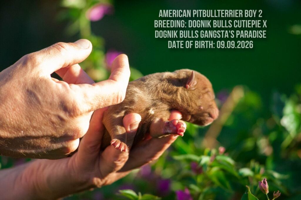American pitbull terrier puppy male for sale. Chocolate rednose. ADBA registered
