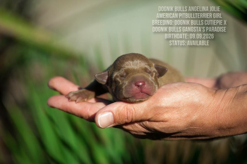 American pitbull terrier puppy Dognik Bulls Angelina Jolie. For sale