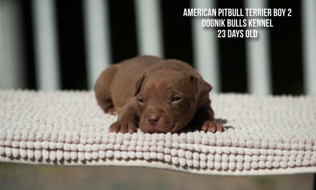 American pitbull terrier puppy male for sale 