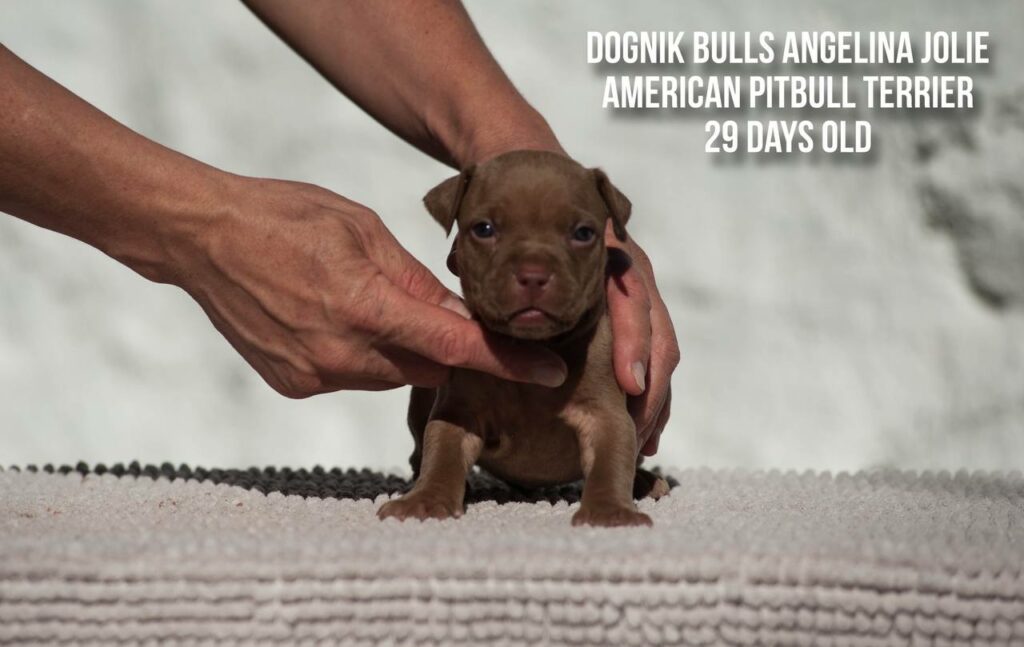 american pitbull terrier puppy Dognik Bulls Angelina Jolie for sale
