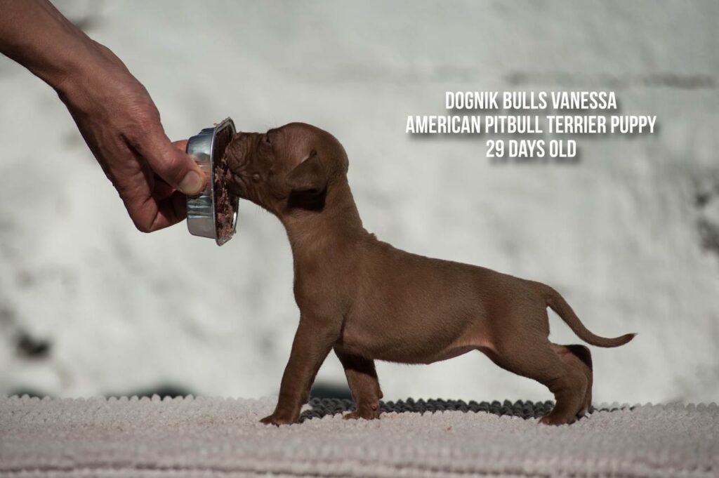 american pitbull terrier puppy Dognik Bulls Vanessa for sale