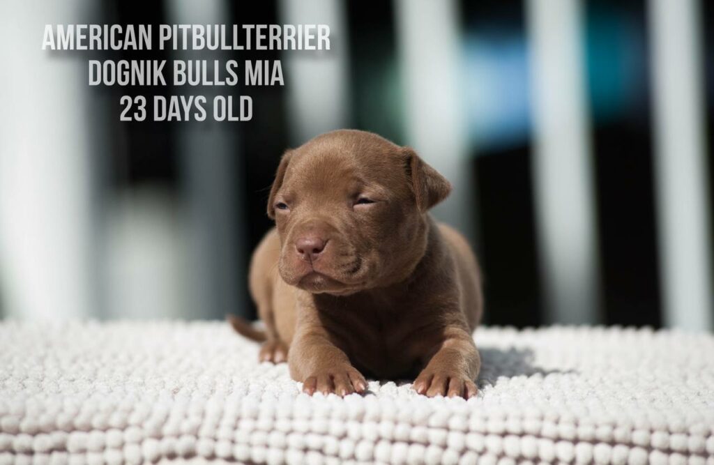 American pitbull terrier Dognik Bulls Mia for sale