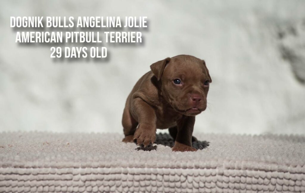 american pitbull terrier puppy Dognik Bulls Angelina Jolie for sale