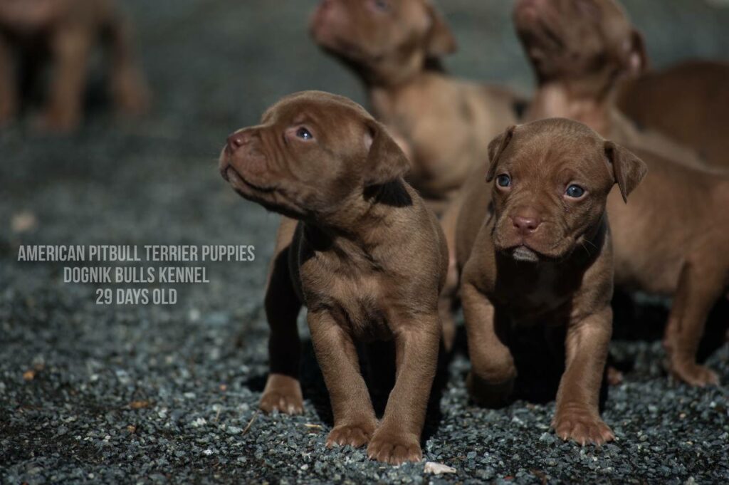 American pitbull terrier puppies for sale (3 fwmales and 1 male left for sale) off Dognik Bulls Cutiepie x Dognik Bulls Gangsta's Paradise. 3 weeks old. ADBA pedigree. Shipping worldwide from Europe