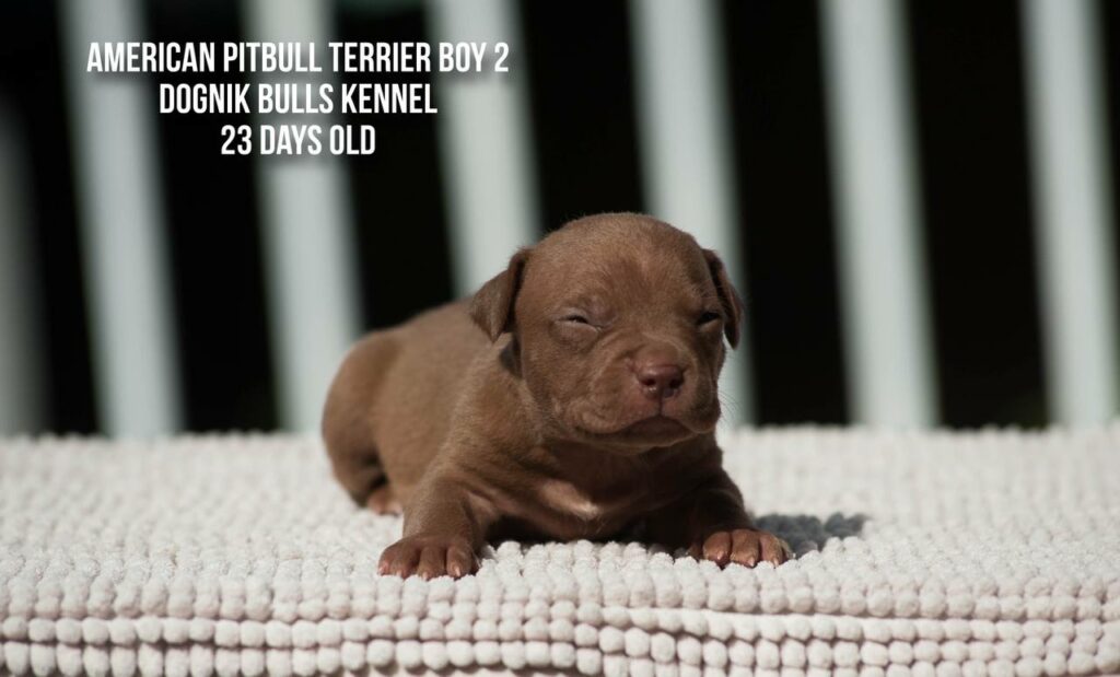American pitbull terrier puppy male for sale 