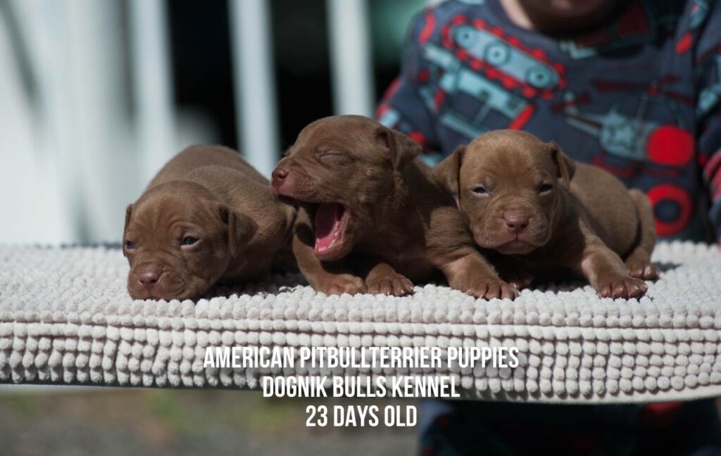 American pitbull terrier puppies males for sale. Breeding Dognik Bulls Cutiepie x Dognik Bulls Gangsta's Paradise