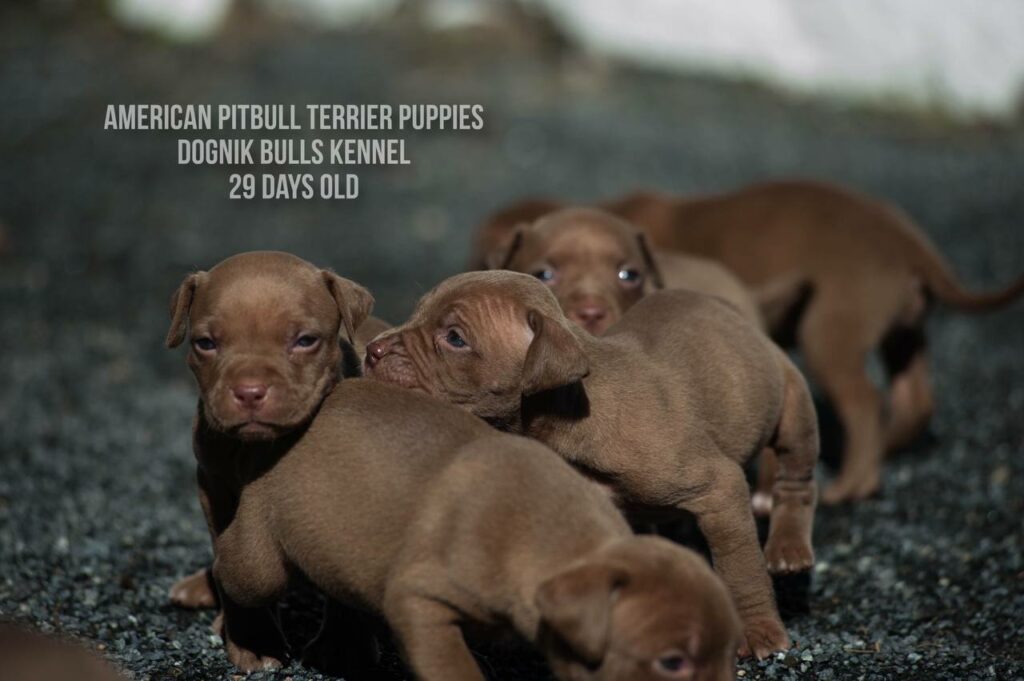 American pitbull terrier puppies for sale (3 fwmales and 1 male left for sale) off Dognik Bulls Cutiepie x Dognik Bulls Gangsta's Paradise. 3 weeks old. ADBA pedigree. Shipping worldwide from Europe