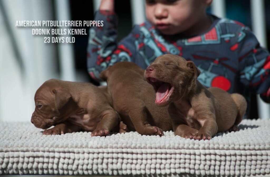 American pitbull terrier puppies males for sale. Breeding Dognik Bulls Cutiepie x Dognik Bulls Gangsta's Paradise