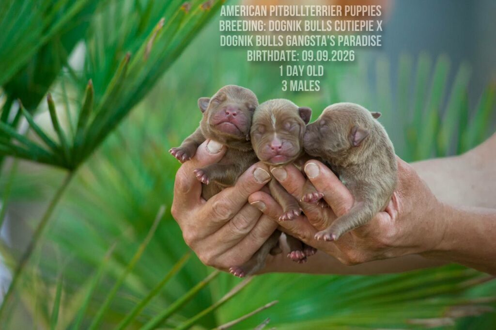 American pitbull terrier males for sale, Dognik Bulls kennel